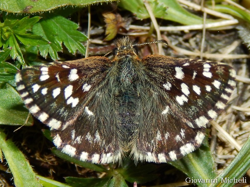 Hesperiidae: Pyrgus sp.?  S, P. malvoides